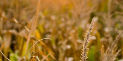 SNAG11 mantém dividendos, lucra mais em novembro e ajusta carteira; veja