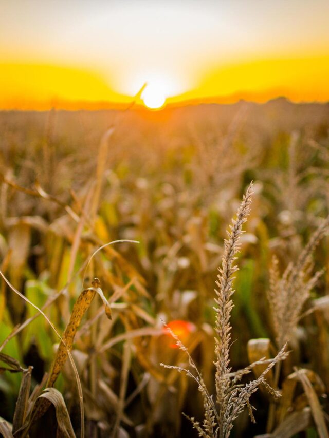 SNAG11 mantém dividendos, lucra mais em novembro e ajusta carteira; veja