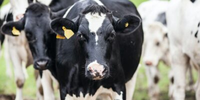 China impõe cota à carne brasileira e pressiona frigoríficos exportadores