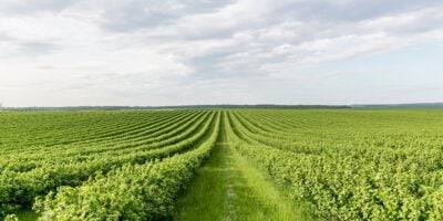 SNFZ11 consolida renda estável com R$ 0,10 por cota em 2024