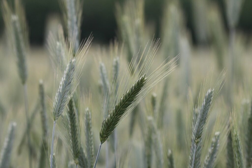 BTAL11 aprova conversão de FII em Fiagro e autoriza recompra de cotas - Foto: Pixabay