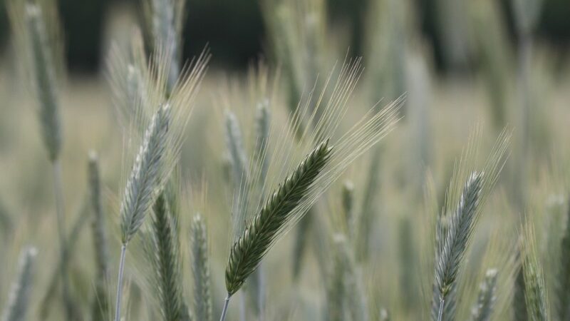 BTAL11 migra para Fiagro e inicia recompra de cotas