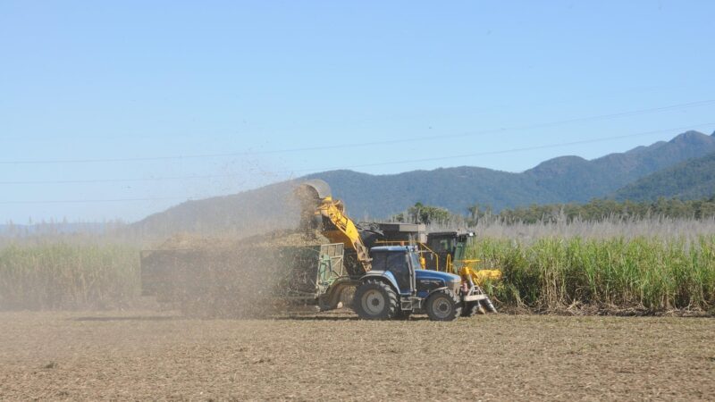 Lucro da São Martinho dispara 168,5% e reforça tese positiva; veja valor